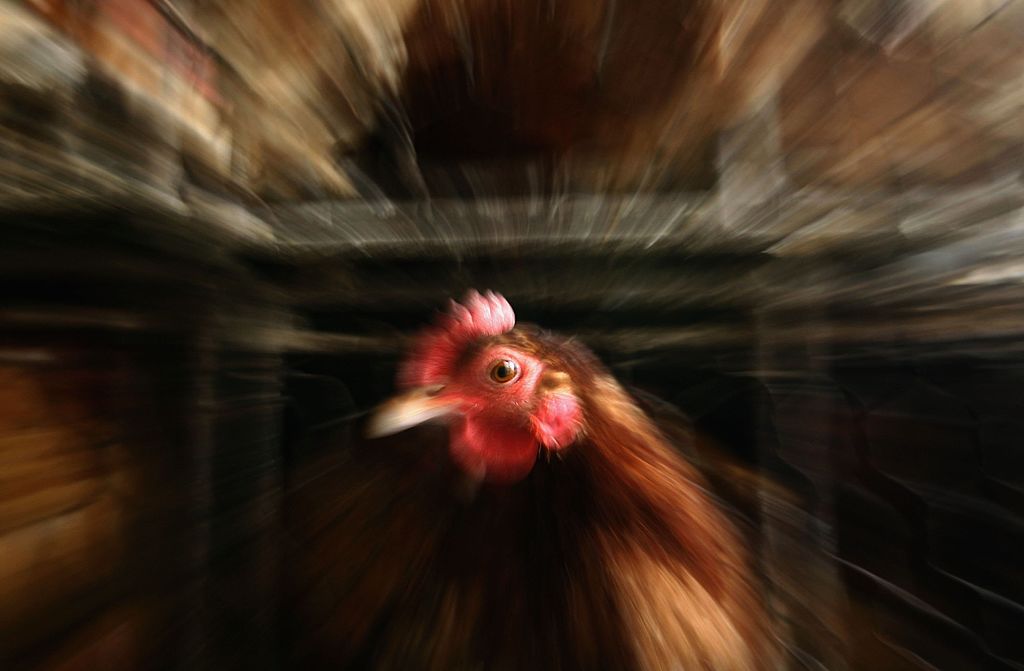 Grippe aviaire: le niveau de risque redescend d&rsquo; « élevé » à «modéré» en France