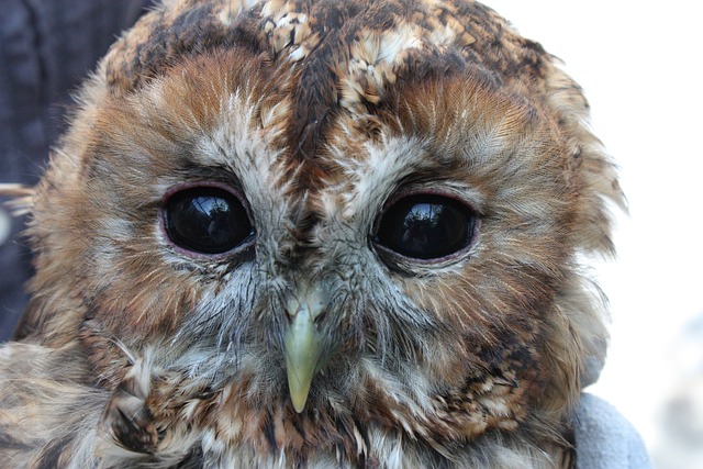 Hérault: les pompiers sauvent une chouette hulotte, piégée dans un filet