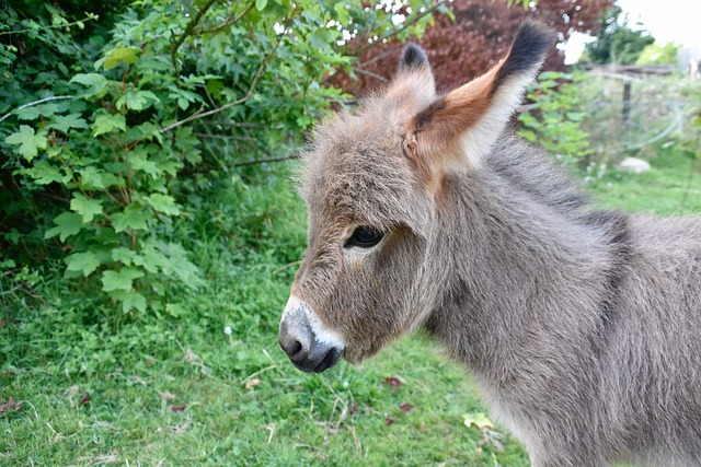 Gironde: le SOS d’une éleveuse pour nourrir Nougatine, un petit ânon de quelques jours