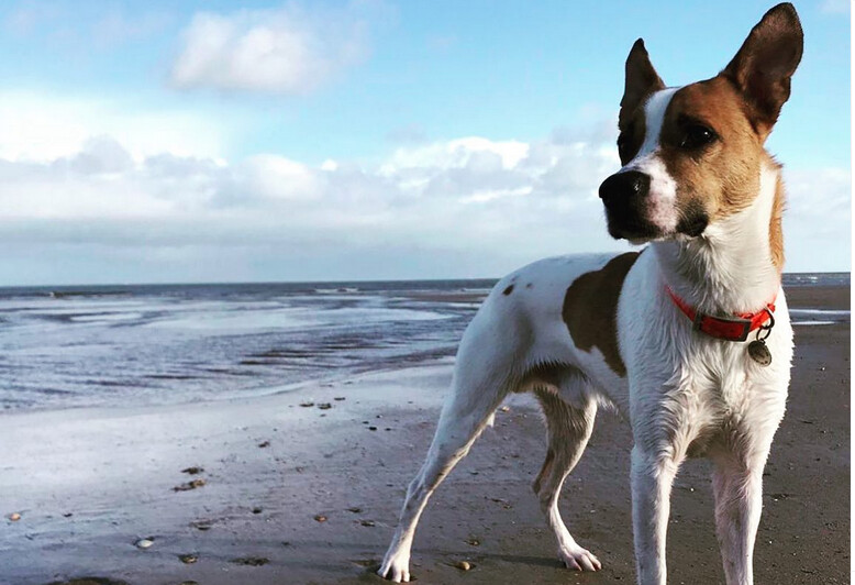 «Je suis heureux et submergé par l’émotion»: le chien Bayou retrouvé, après 50 jours de recherches