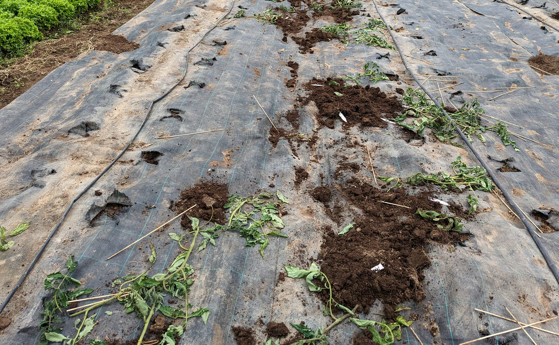 Bas-Rhin: 600 plants de tomates arrachés et volés chez un maraîcher à Sélestat