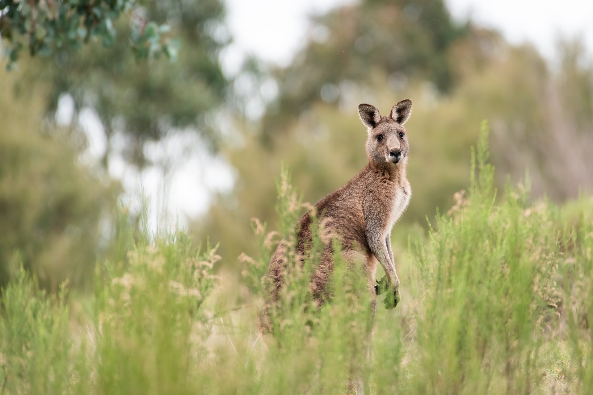 Gard: un petit kangourou ou wallaby aperçu par des automobilistes