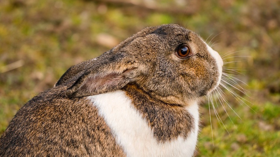 Des policiers recueillent un lapin abandonné, il fait désormais partie de l&rsquo;équipe !