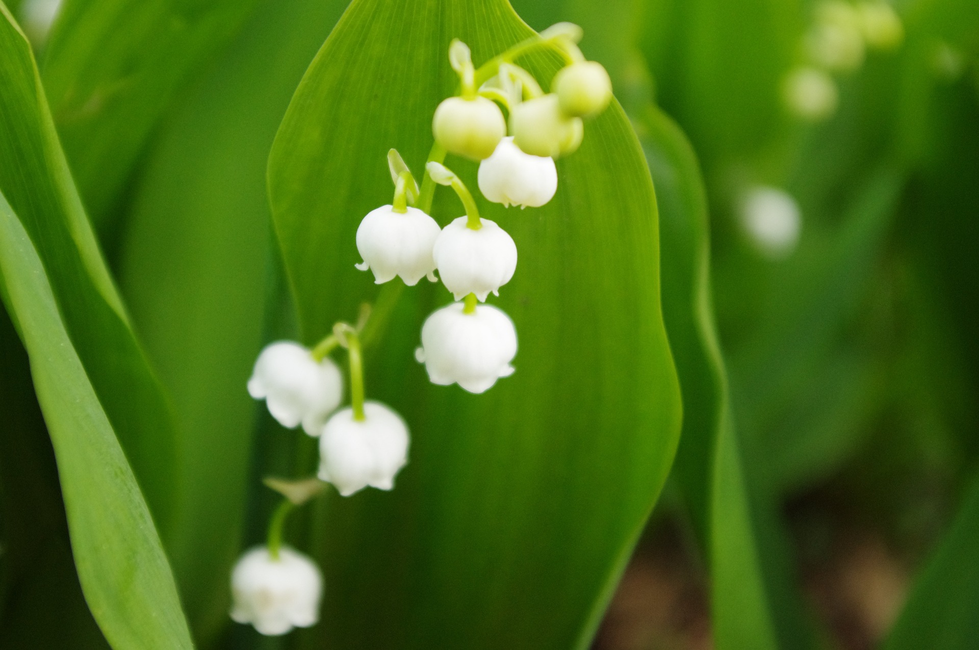 Loire-Atlantique: les maraîchers recrutent des saisonniers pour cueillir le muguet