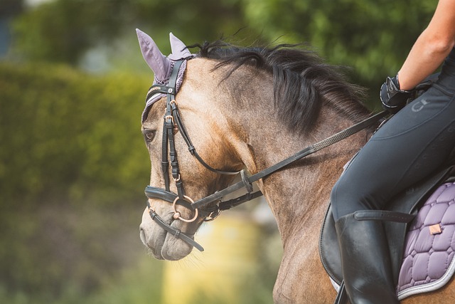 Près de Clermont-Ferrand: une jeune cavalière meurt dans un accident d’équitation, écrasée par son cheval