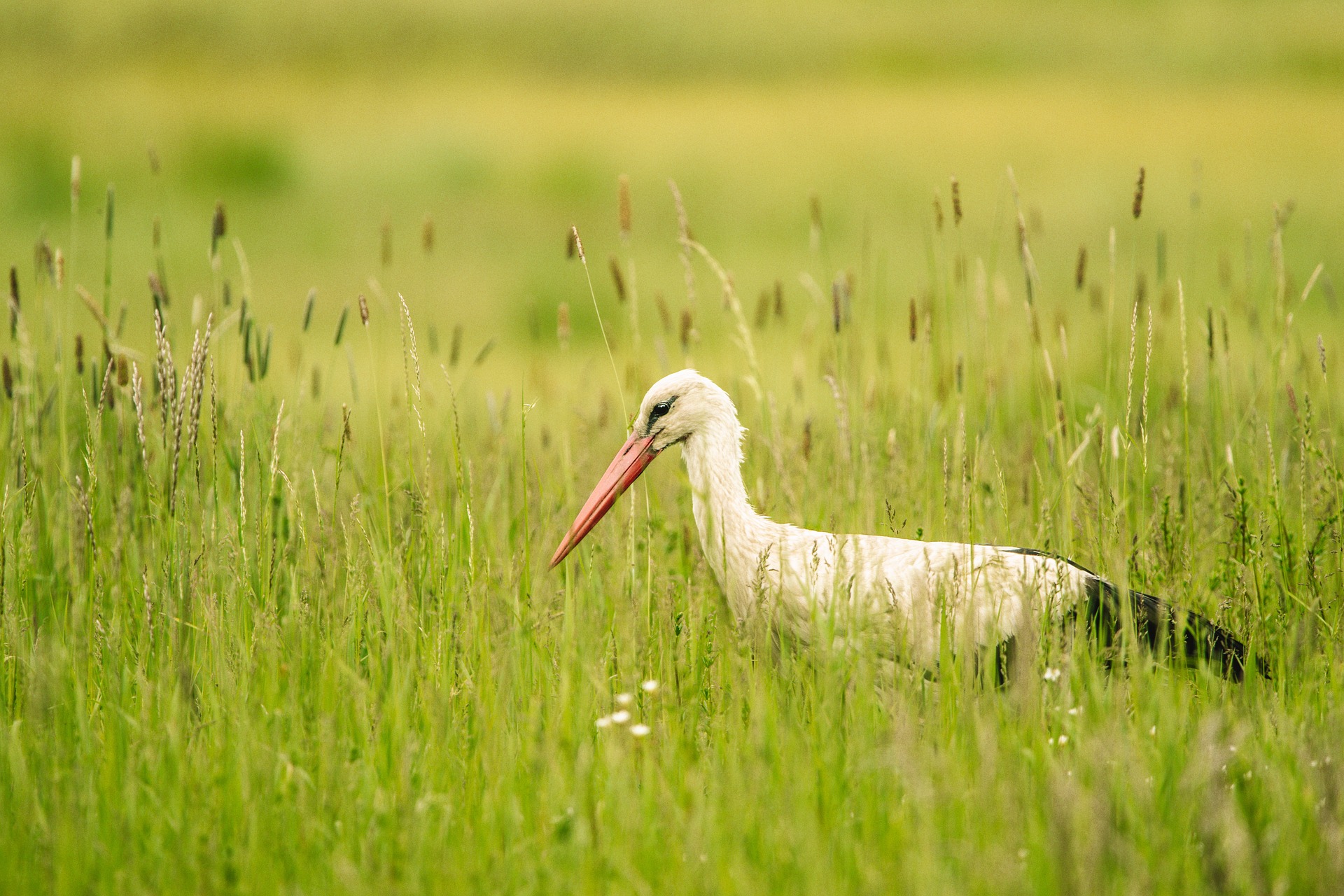 Vosges: une cinquantaine de cigognes font escale dans les prairies de Vaxoncourt
