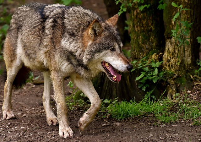 Rhône: dix agneaux tués par le loup à Genas, près de Lyon