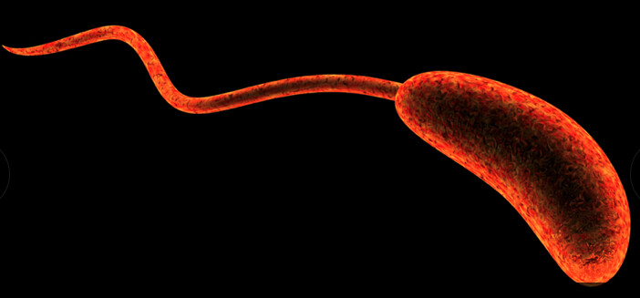 La tolérance aux antibiotiques, un problème mais aussi une piste pour comprendre et combattre la résistance aux antibiotiques