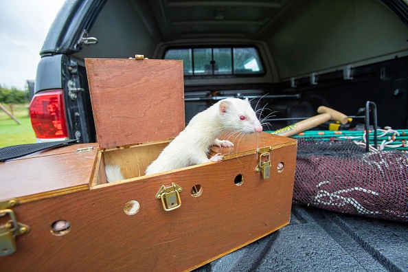 Essonne: pour dératiser, la ville d’Évry-Courcouronnes utilise des furets