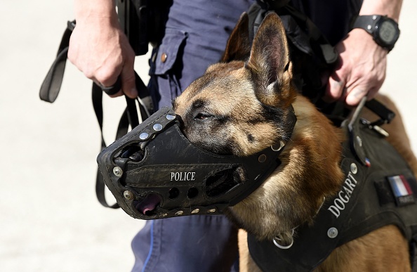Rhône: un chien de la police mord par erreur une nonagénaire dans son lit, la blessant à la tête