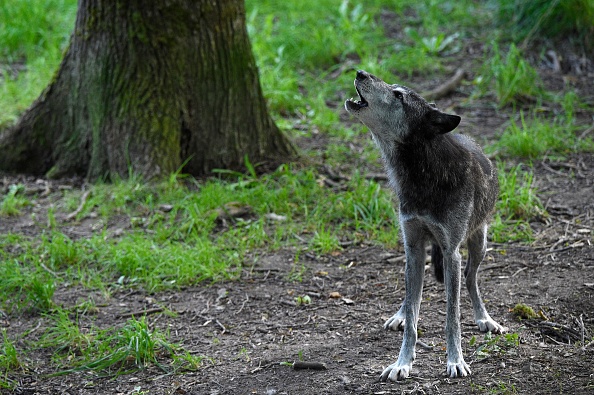 Haute-Savoie: un conducteur poursuivi pour avoir tenté d&rsquo;écraser un loup