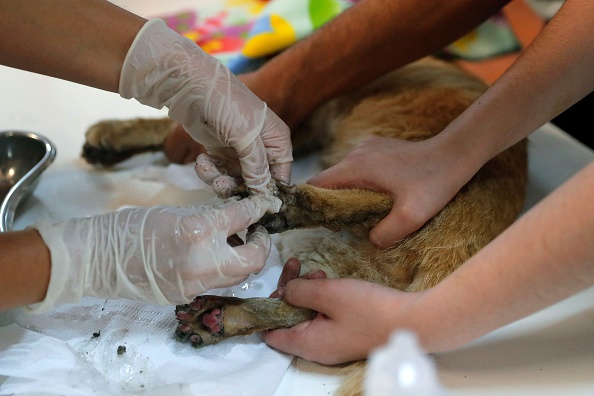 Ses poils morts formaient une «carapace» d’un kilo: un chat sauvé d’un appartement rempli de détritus