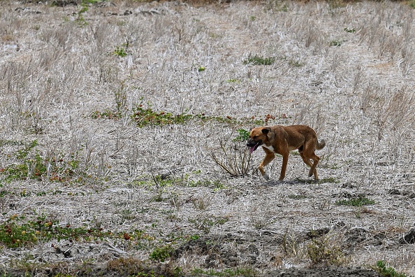 Le monde doit se préparer à des températures records provoquées par El Nino