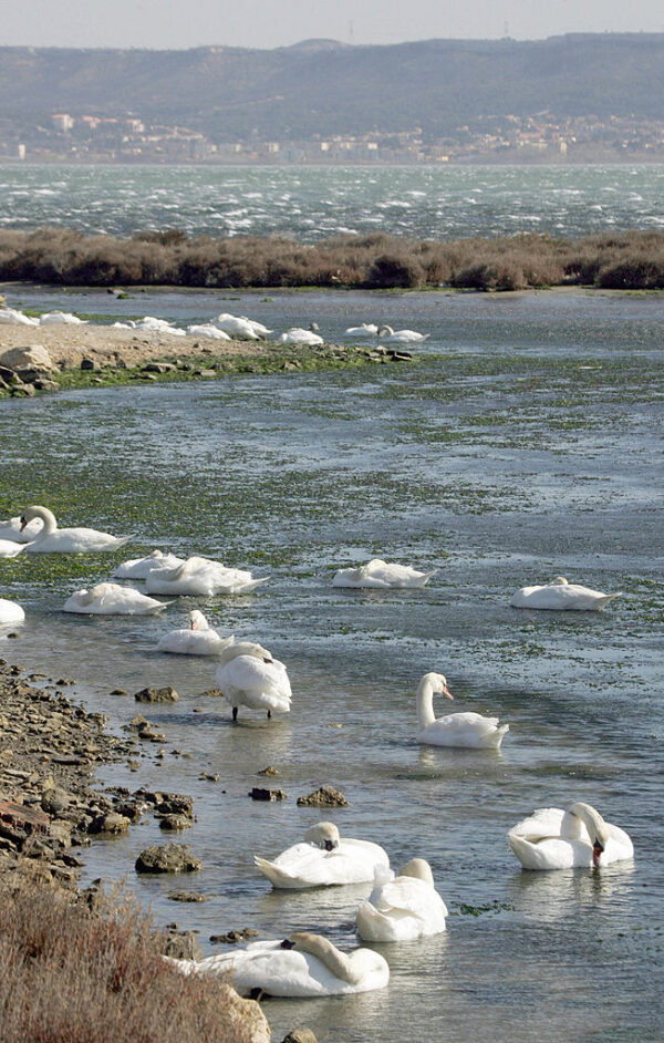 En Provence: l’eau douce jetée, pendant longtemps ignorée et désormais convoitée