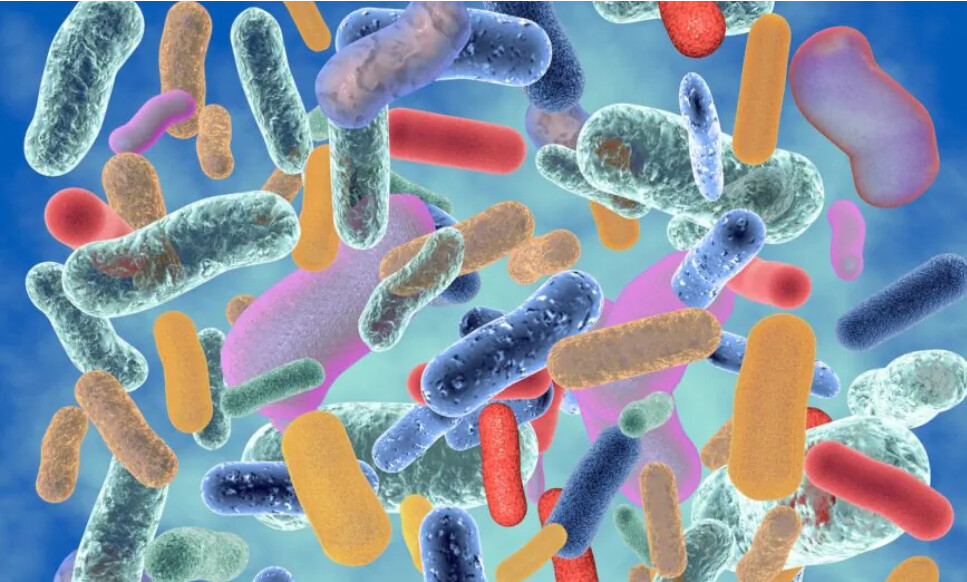 Pourquoi les scientifiques sont obsédés par les bestioles présentent dans nos selles