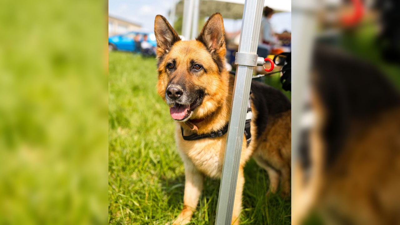 Le refuge d&rsquo;Épernay espère trouver une famille pour Izack, un beau berger allemand