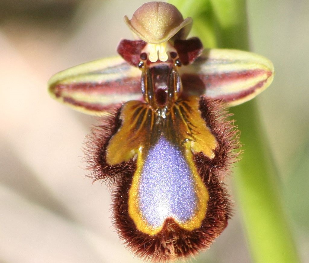 Pollinisation: les insectes pris au piège du leurre amoureux des orchidées