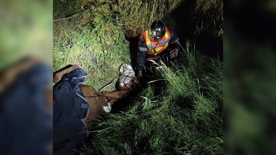 Oise : les pompiers sauvent une jument aveugle après trois heures d&rsquo;efforts