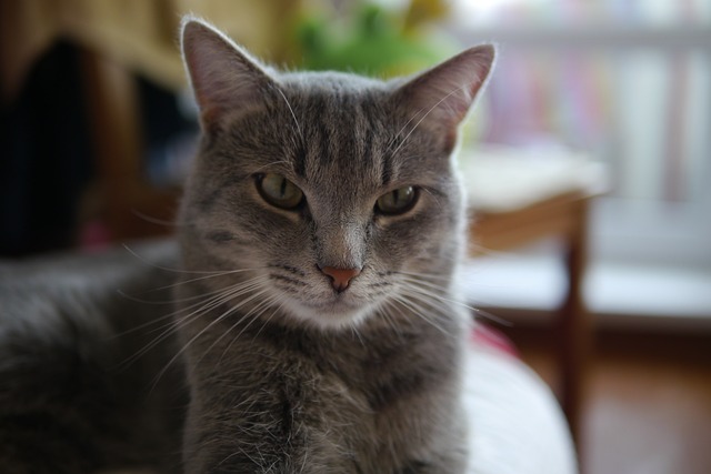 Gard: leur chat réapparaît après onze ans d’absence, il se trouvait à 15 km de son foyer