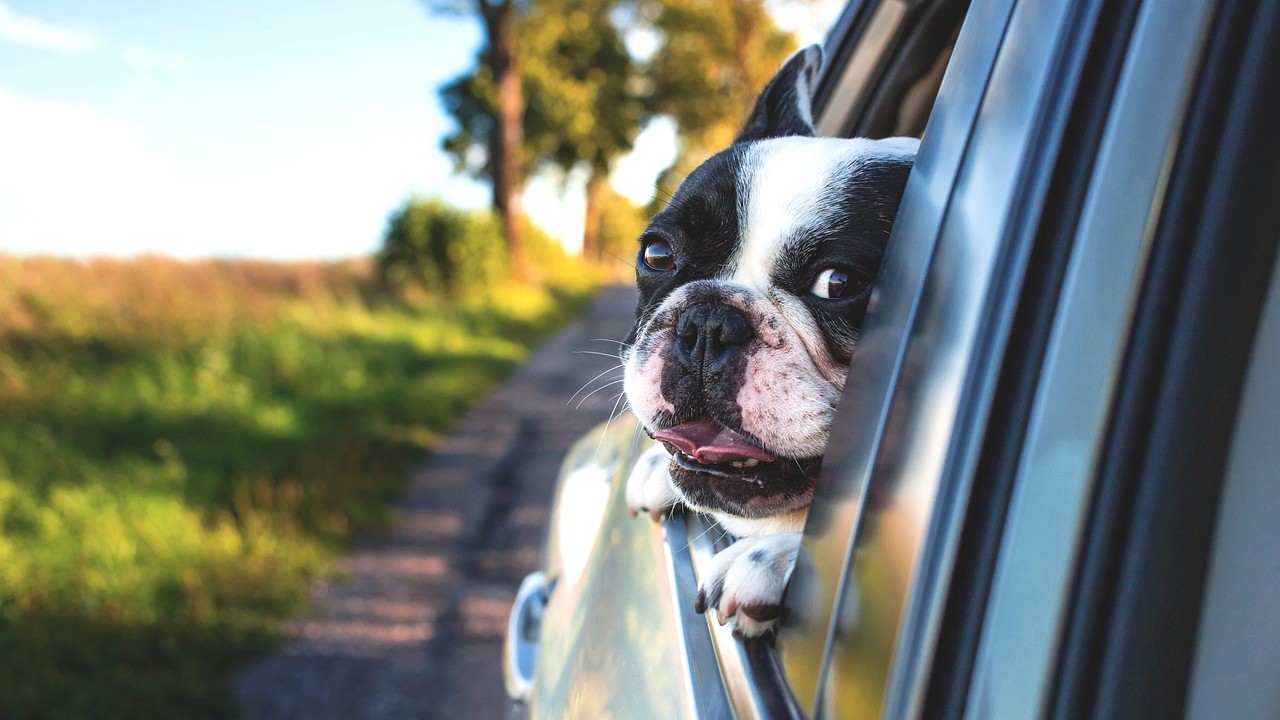 Arrêté ivre au volant, il tente d&rsquo;éviter le contrôle en changeant de place avec son chien !