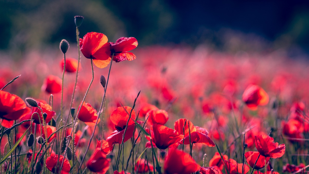 Un superbe champ de coquelicots dans l&rsquo;Hérault fait la joie des visiteurs