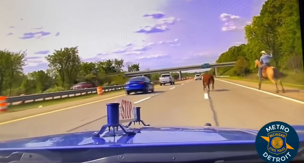 États-Unis: un cow-boy attrape une vache au lasso, en plein milieu de l’autoroute