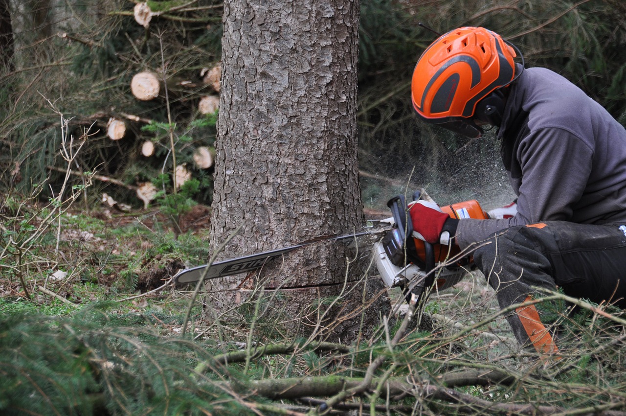 Eure: un petit garçon de 6 ans meurt écrasé par un arbre à Sylvains-les-Moulins