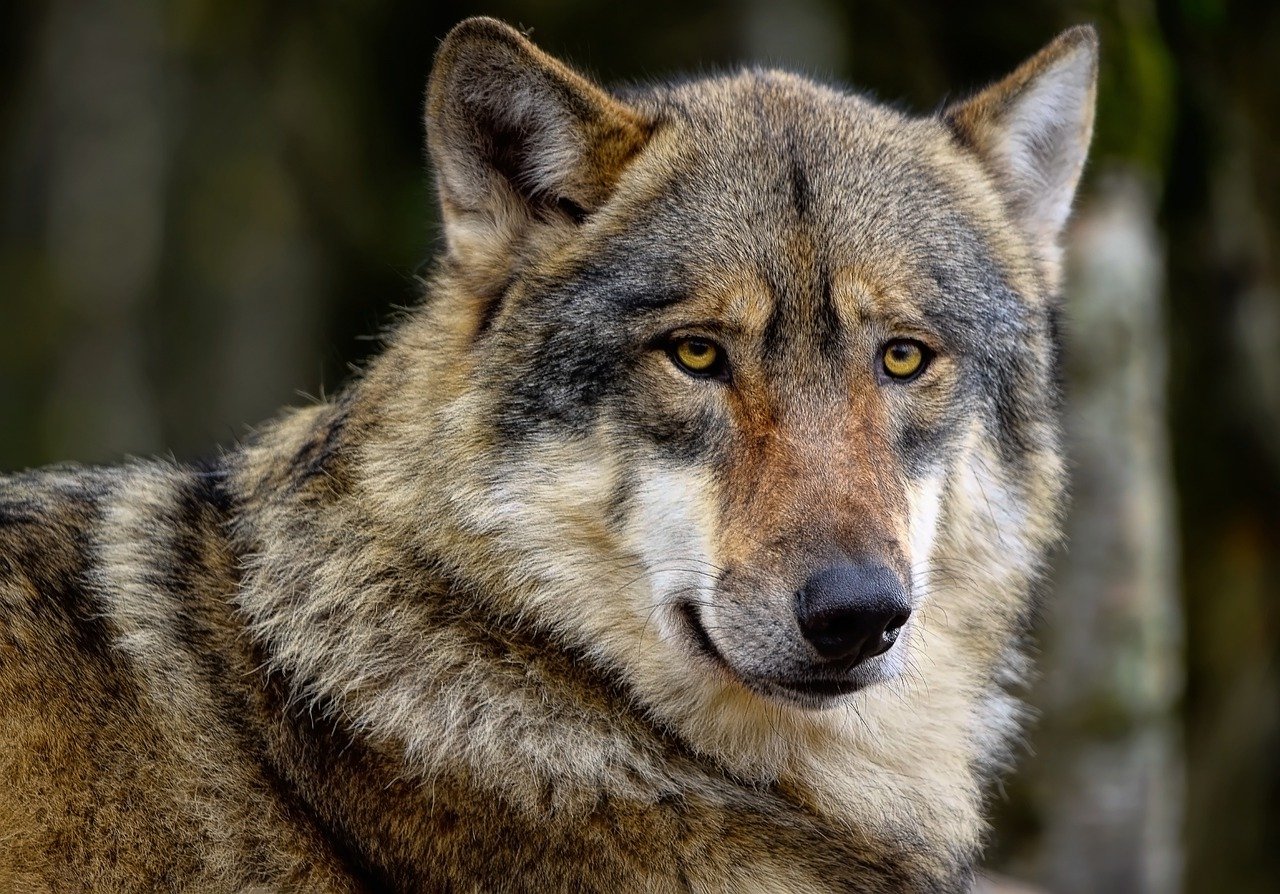 Corrèze: un loup abattu à Tarnac
