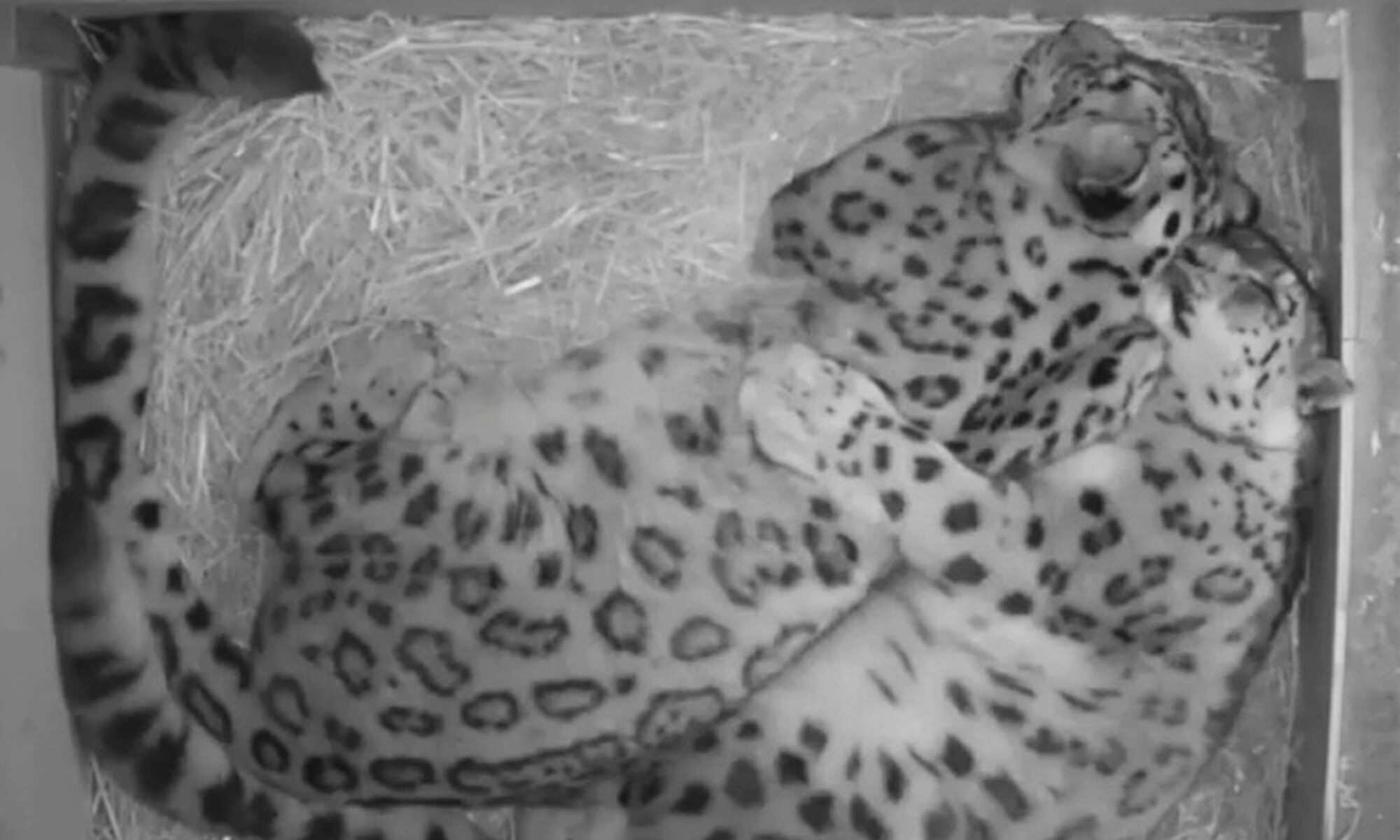 Le couple «par excellence»: des léopards des neiges inséparables se câlinent chaque nuit