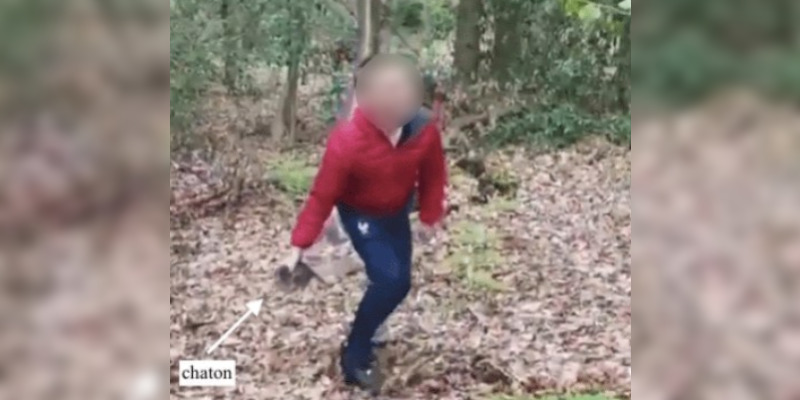 Eure: deux collégiens se filment en train de torturer des chatons, une enquête est ouverte