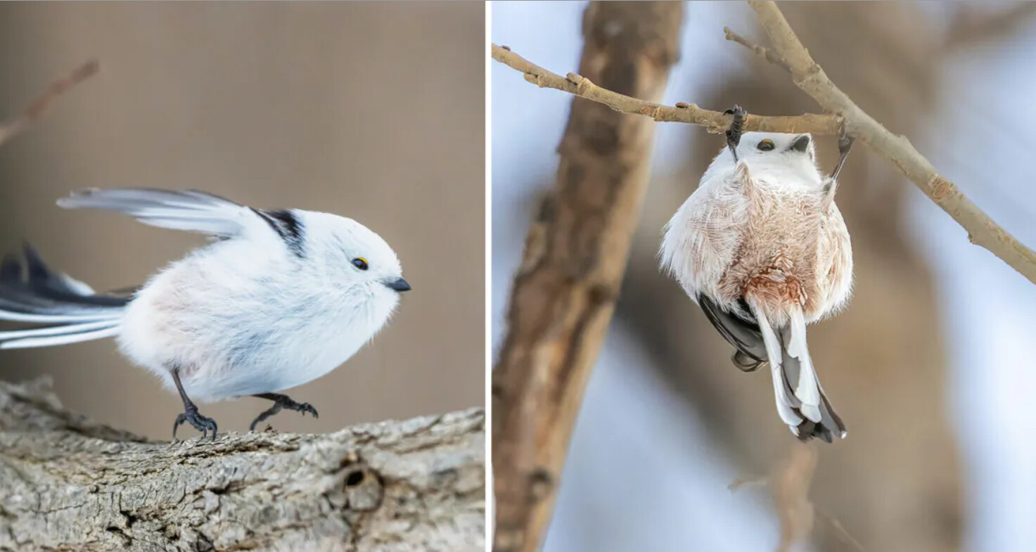 Des oiseaux tellement mignons : les « fées des neiges » japonaises font de la gymnastique sur les branches des arbres