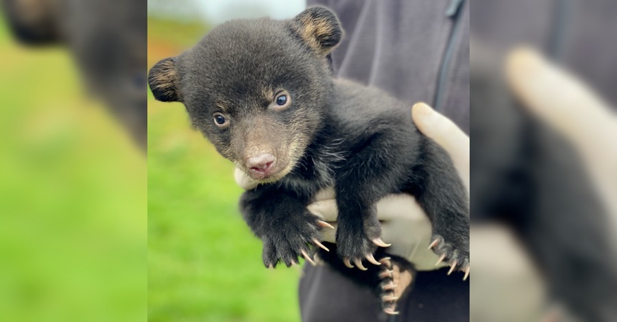 Planète sauvage annonce la naissance de trois oursons dans son parc de Loire-Atlantique