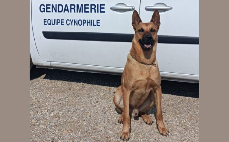 Gard: Sky, chien gendarme, se distingue dès sa première mission