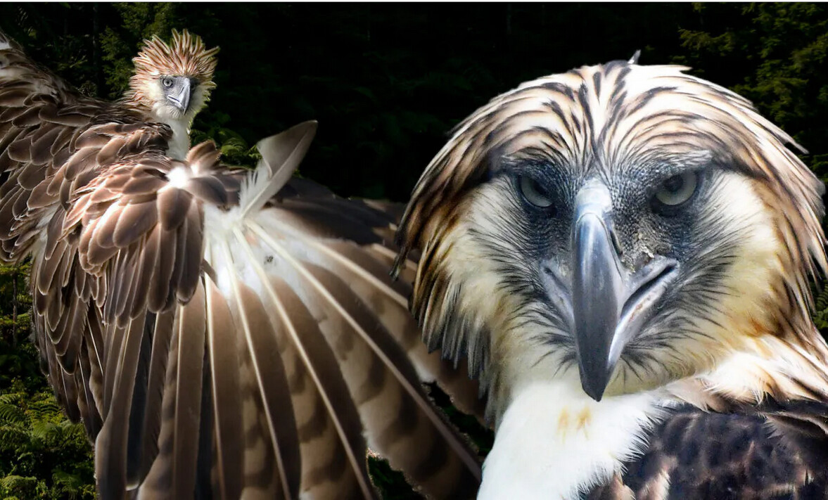 Un aigle rare « mangeur de singes » : l&rsquo;un des plus grands oiseaux du monde aux yeux bleu-gris et qui s&rsquo;accouplent pour la vie