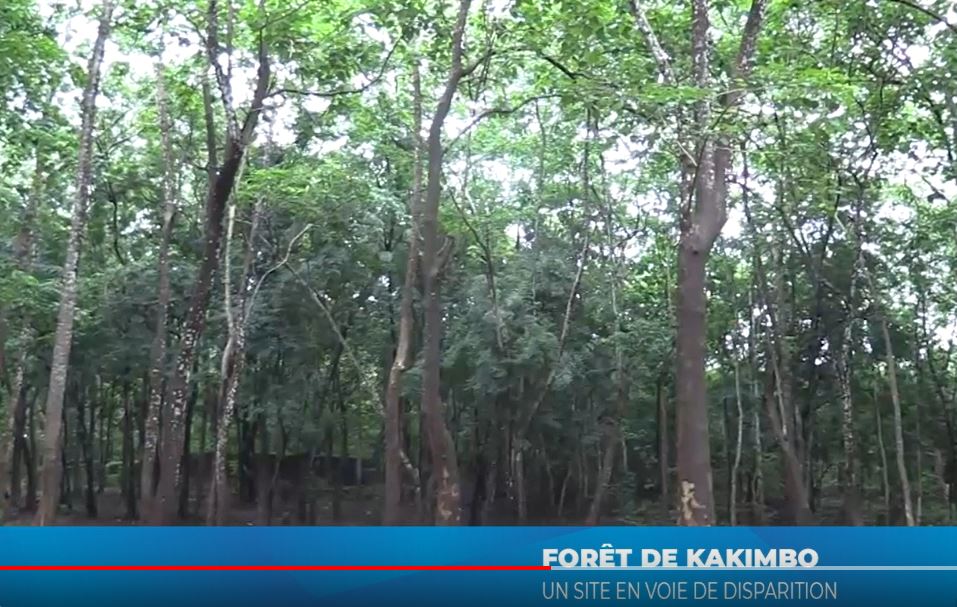 En Guinée, une forêt au cœur de la capitale disparaît à cause d&rsquo;une urbanisation non-contrôlée