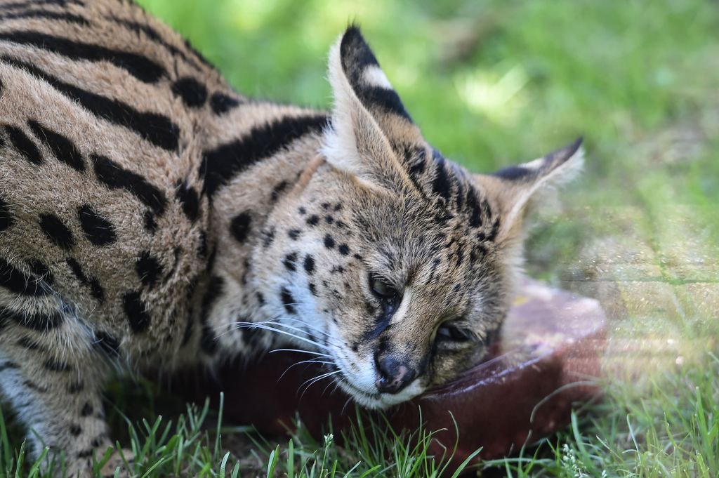Montpellier: il découvre un serval apeuré mais apprivoisé dans son jardin