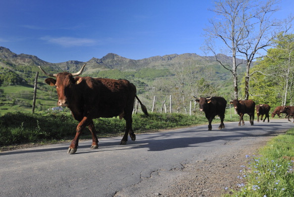Vingt-trois vaches foudroyées dans le Cantal