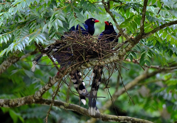 «Espèces susceptibles d&rsquo;occasionner des dégâts»: un «permis de tuer» qui fait débat