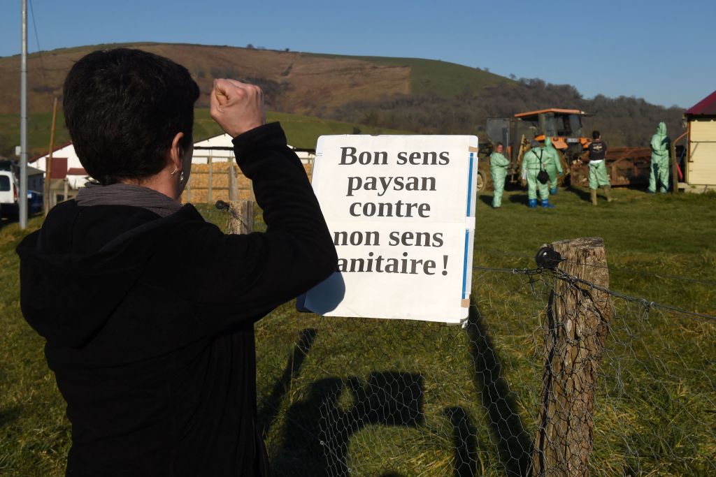 Grippe aviaire: des éleveurs occupent des locaux administratifs à Pau