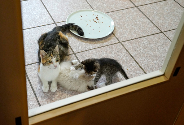 Centre-ville de Sète: huit chatons et une chatte retrouvés dans un conteneur poubelle