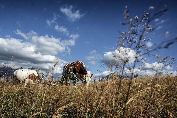 Haute-Savoie: un agriculteur poussé du haut d’une pente par une vache fini à l’hôpital