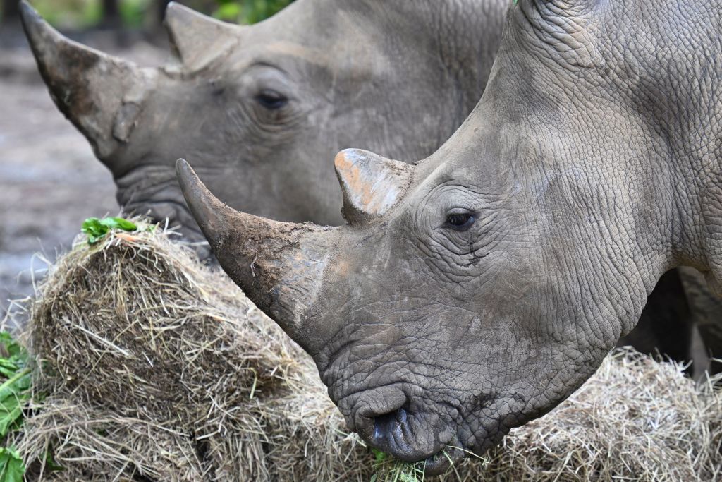 Dans un parc de RDC, réintroduction de rhinocéros blancs d&rsquo;Afrique du Sud