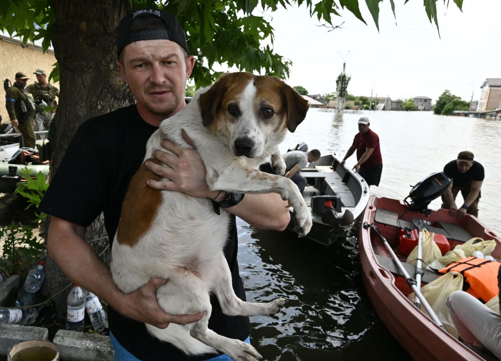 Des chats et des chiens sauvés des inondations en Ukraine trouvent un nouveau foyer