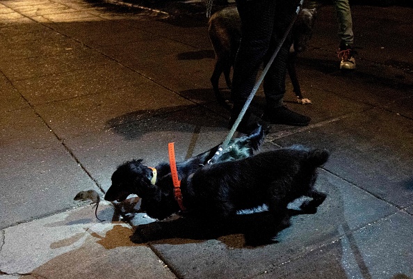 À Washington, les chiens font la guerre aux rats