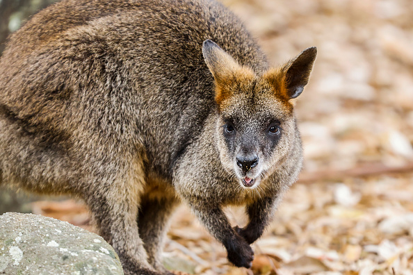 Après plus d’une heure, les pompiers réussissent à capturer le wallaby qui s’était échappé de chez sa propriétaire