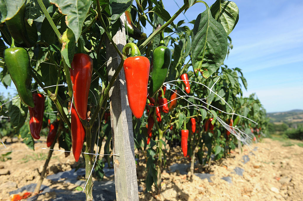 La grêle, une «catastrophe» pour des producteurs de piment d&rsquo;Espelette