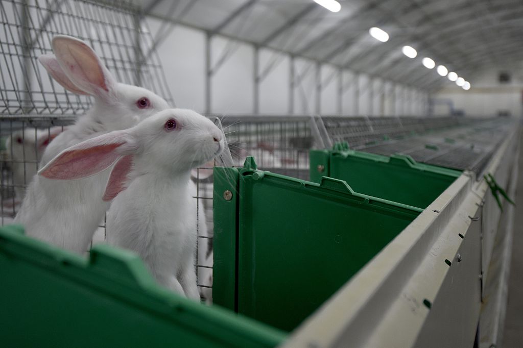Élevage: sortir les lapins des cages, «c&rsquo;est l&rsquo;avenir»