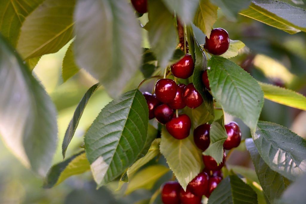Pourquoi les cerises se vendent autour de 20 euros le kilo en ce moment?