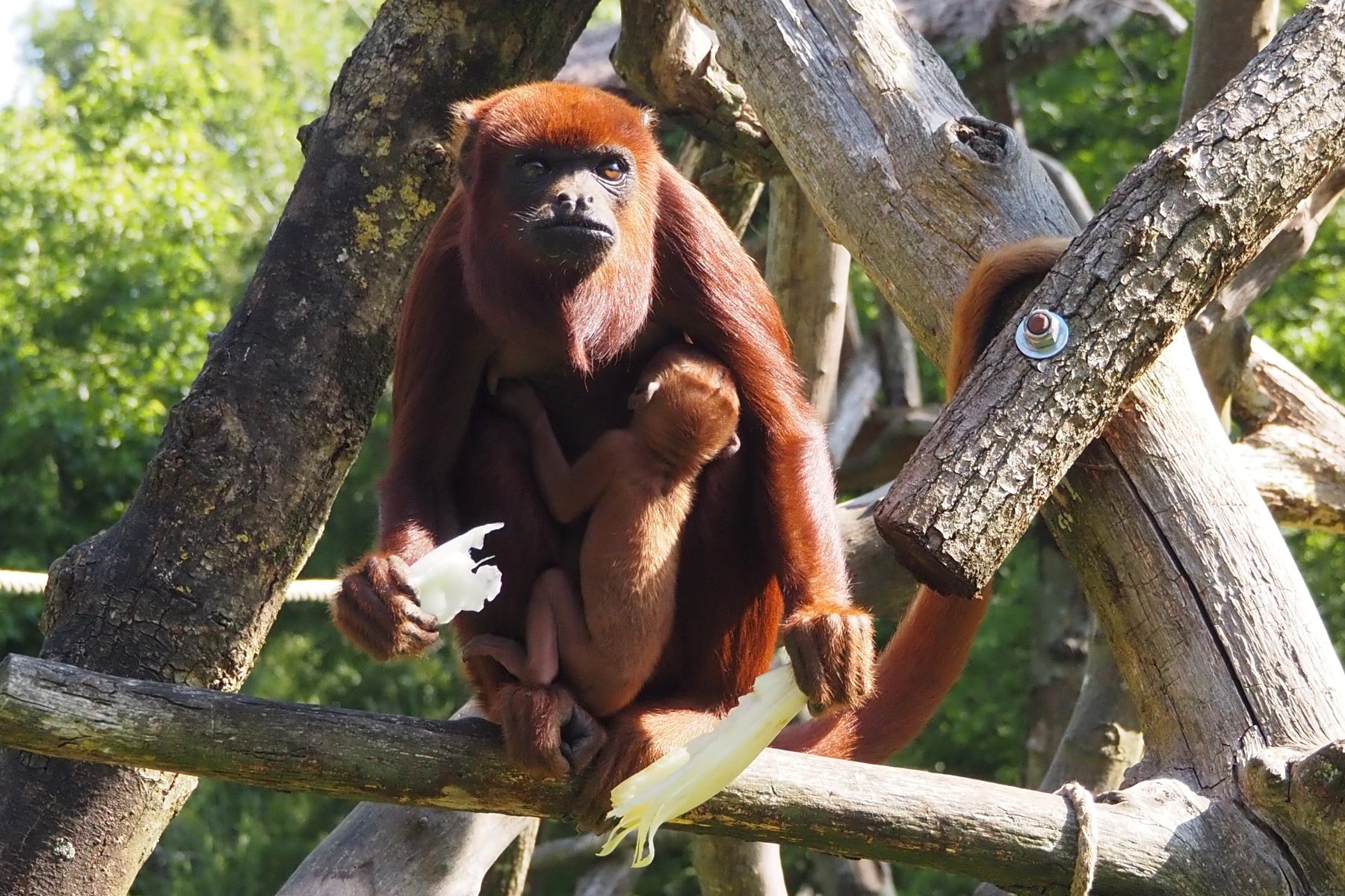 Loire-Atlantique: naissance exceptionnelle d&rsquo;un singe hurleur roux près de Nantes