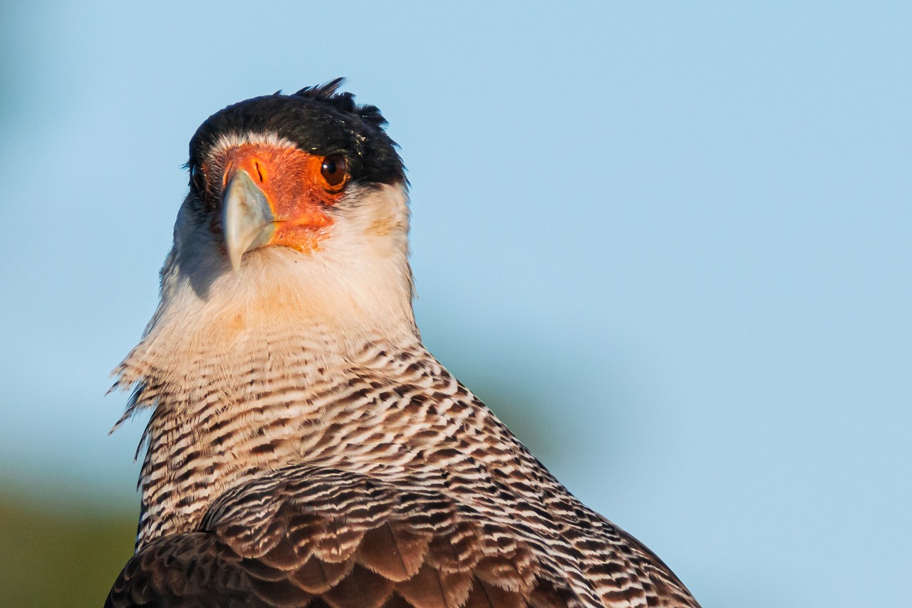 Rita, le rapace du château des Milandes, retrouvé grâce à l&rsquo;intervention d&rsquo;une riveraine